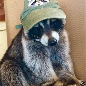 Meet your Posher, Griffin